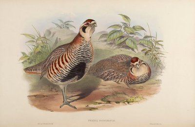 Perdix hodgsoniae von John Gould